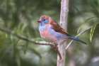 Female Red-cheeked cordon-bleu Art Print